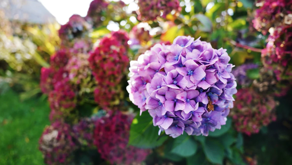 Purple hydrangea bloom in sharp focus with magenta flowers blurred in the background garden.