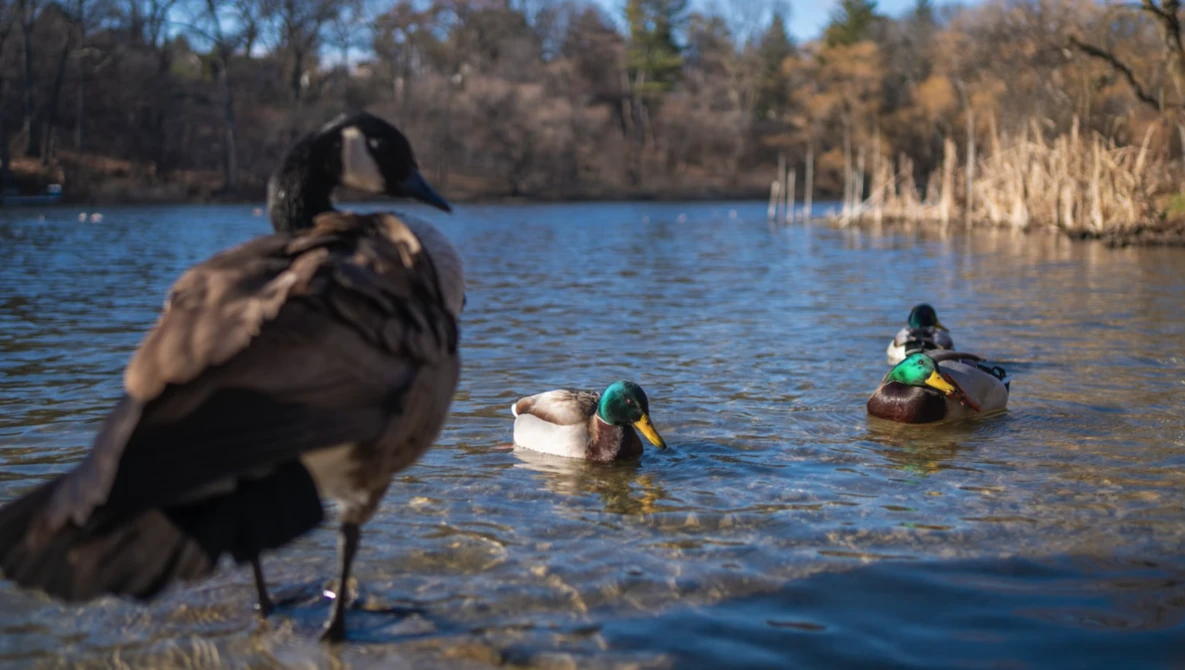 Canada goose in shallow water with ducks swimming in the distance on a lake surrounded by evergreen forest.
