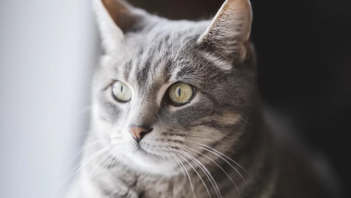 Gray tabby cat with heterochromatic eyes looking directly at camera.