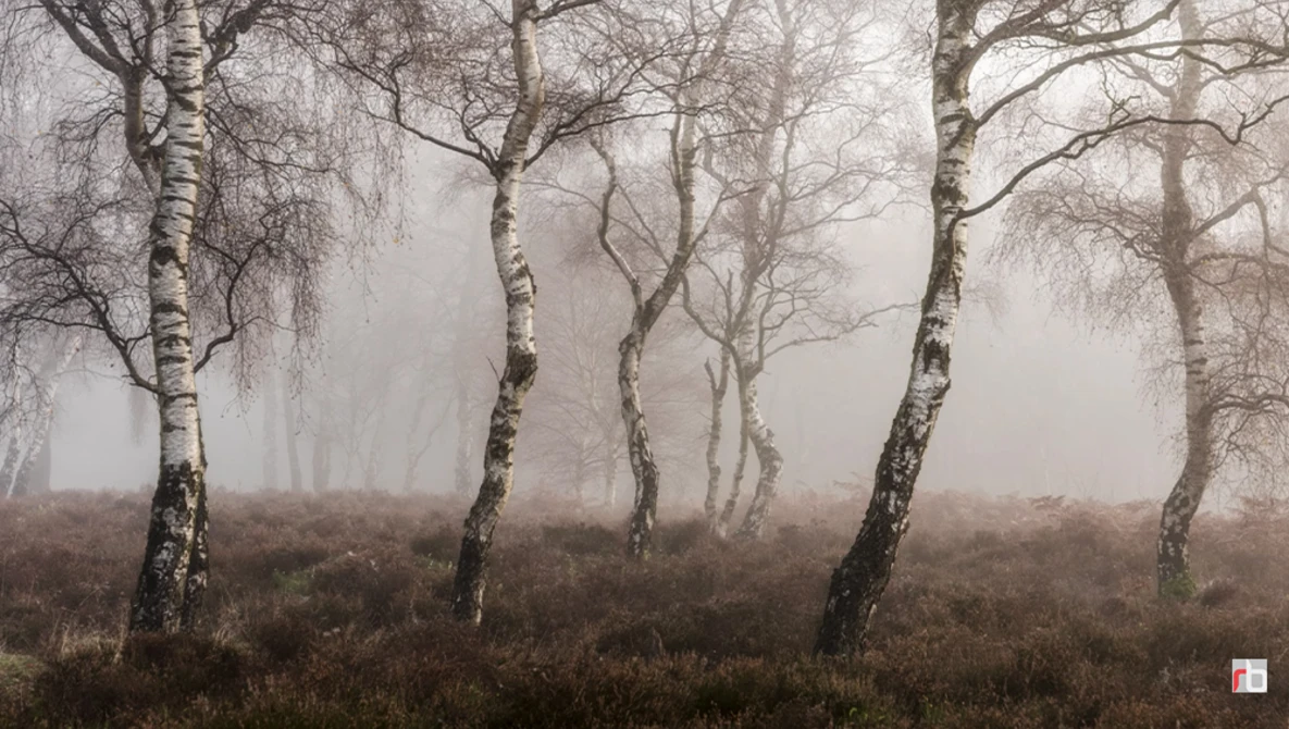 Birch trees with bare branches emerging from fog in a moorland landscape.