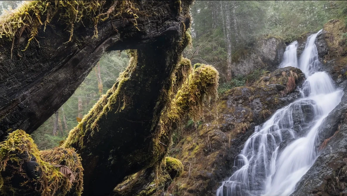 Moss-covered fallen log in foreground with cascading waterfall flowing over rocky terrain in misty forest background.