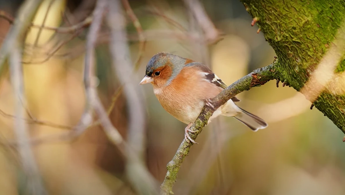 Small bird with orange-brown plumage and blue-gray head perched on a moss-covered branch.