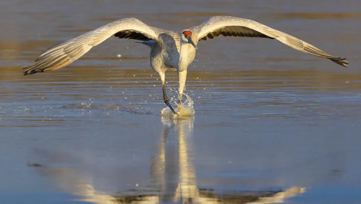 Great egret in shallow water with wings fully spread in landing pose, backlit golden sunlight.