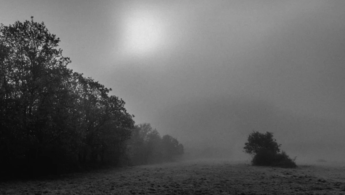 Mangrove trees line a misty shoreline under diffused sunlight in black and white.