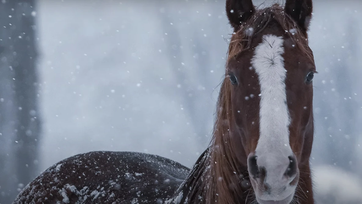 Brown and white horse with snow-covered face gazing toward camera in heavy snowfall.