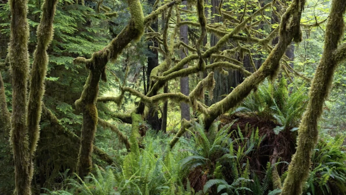 Moss-covered tree trunks and dense undergrowth in a temperate rainforest.