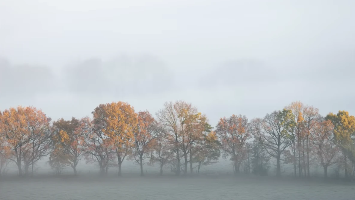Row of autumn trees with golden foliage emerging from dense fog and mist.