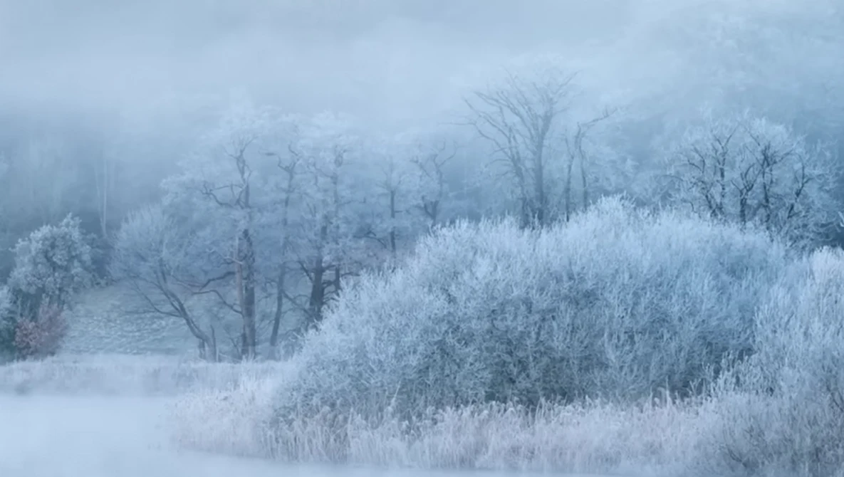 Frost-covered trees and shrubs in a misty winter landscape with low visibility.