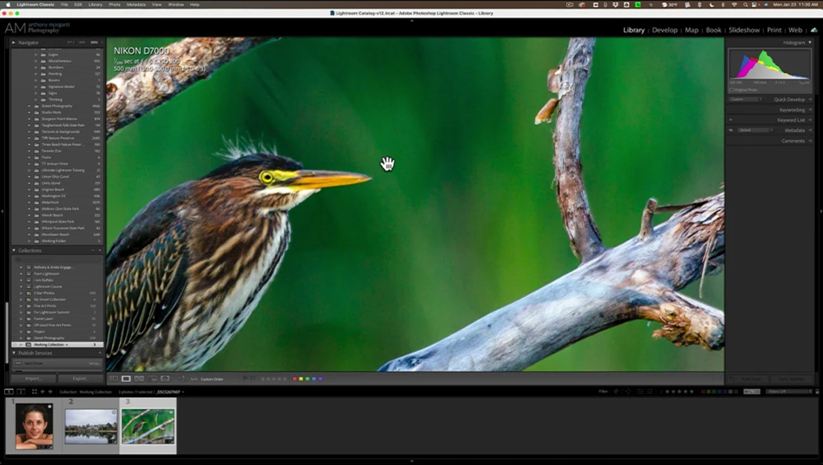 Screenshot of photo editing software showing a green heron perched on a branch with vibrant green bokeh background.