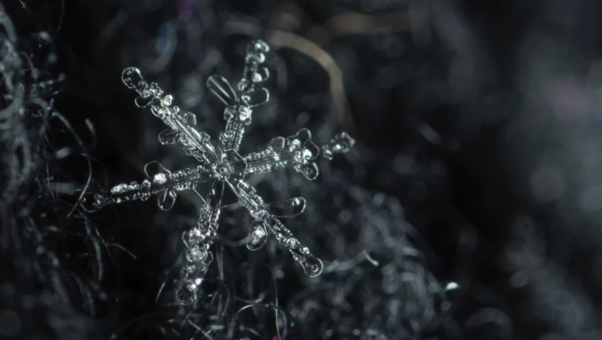 Close-up of a detailed ice crystal formation with intricate branching patterns against a blurred dark background.