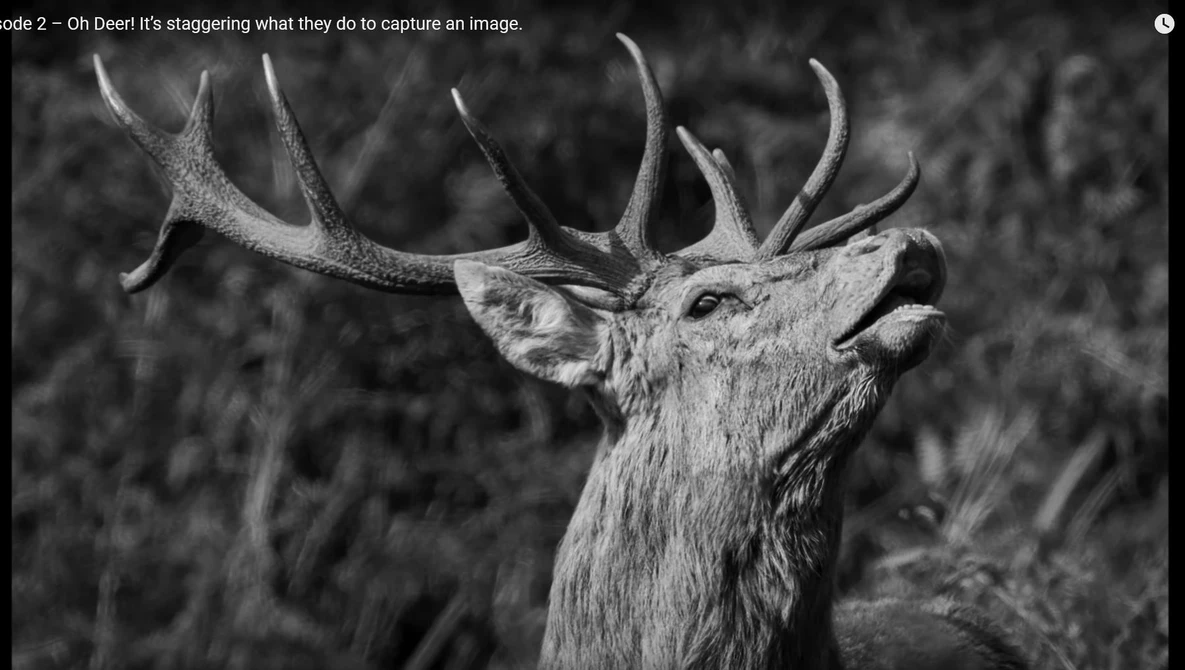 Black and white profile of a bull elk with large antlers, head raised and turned slightly toward camera.