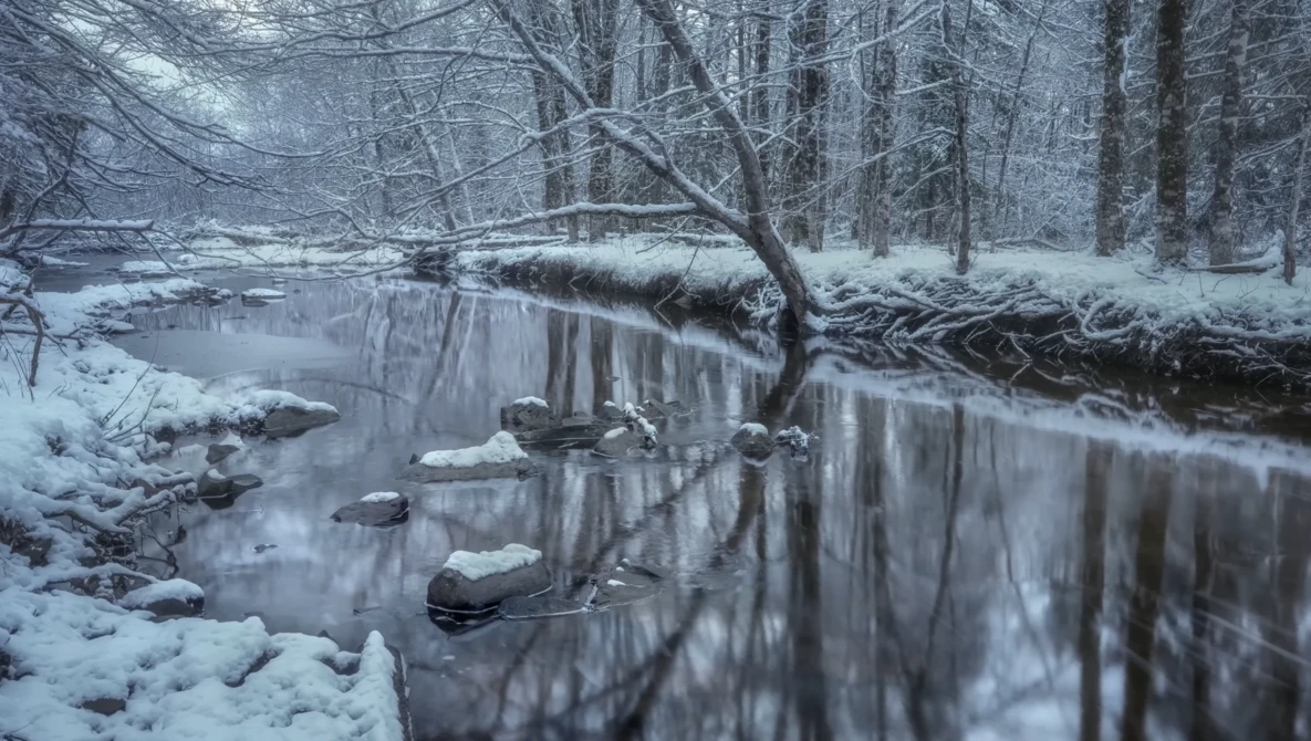 Snow-covered forest stream with fallen log and mirrored reflections on still water.