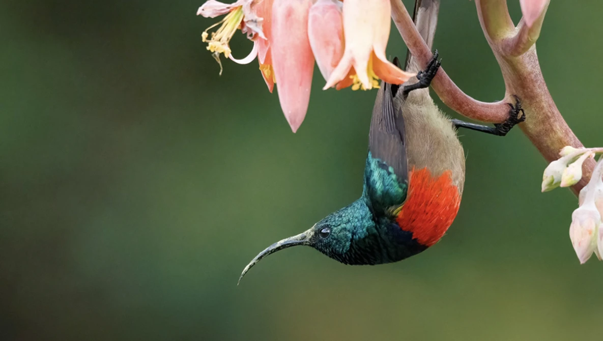 A hummingbird with iridescent green and red plumage feeds from pink flowers against a soft green background.