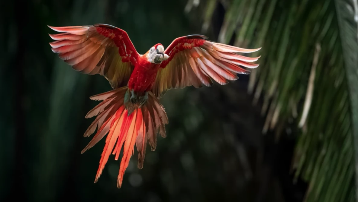 Red macaw in flight with wings spread against a dark blurred background.
