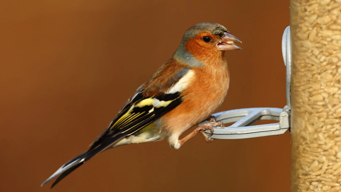 A colorful songbird with rust-orange plumage and black-and-yellow wings perched on a metal feeder against a warm brown background.