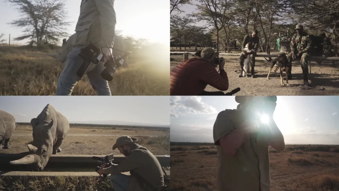 Four-panel composite showing wildlife photography moments in an African savanna setting with natural golden hour lighting.