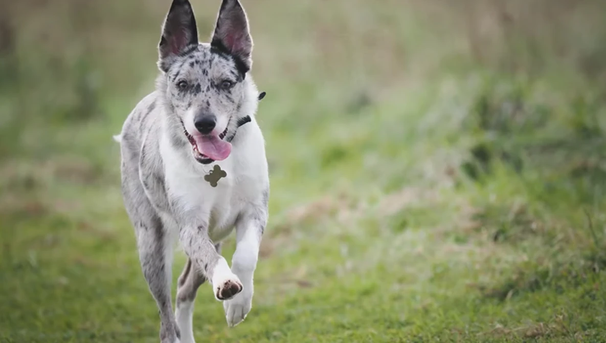 White and gray dog with pointed ears running toward camera on grass with tongue out.