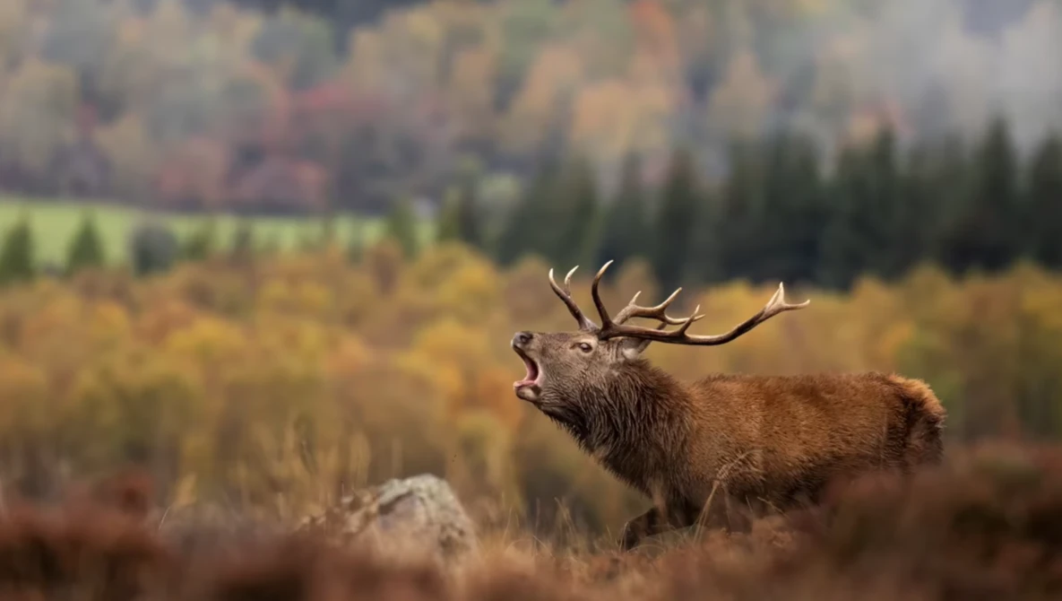 Bull elk with branching antlers calling in autumn meadow with forested mountains behind.