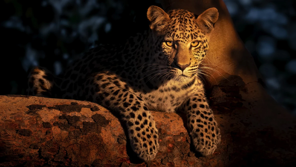 Leopard resting on a log, gazing directly at camera with intense golden eyes.