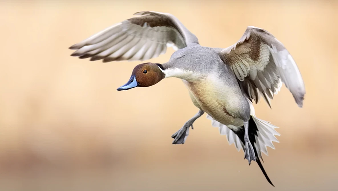 Northern pintail duck in flight with wings spread against a soft, blurred background.