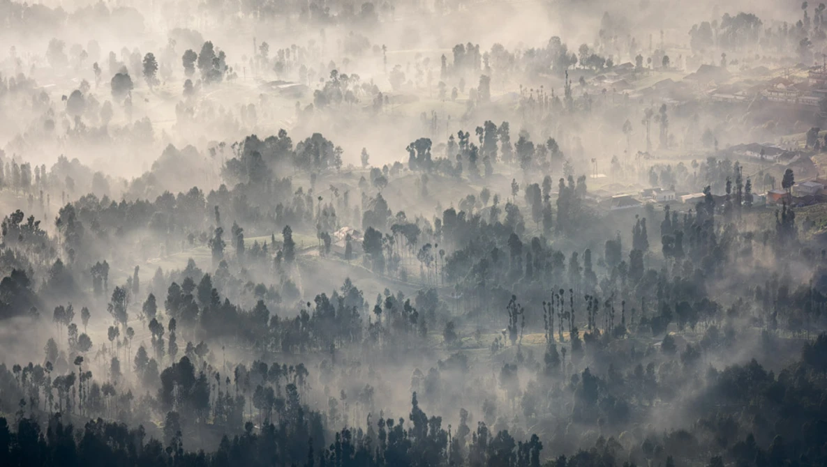 Dense forest landscape blanketed in thick fog, with coniferous trees emerging from layered mist creating depth through atmospheric perspective.
