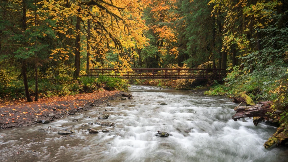 Flowing stream rushing through forested landscape with wooden bridge and golden autumn foliage.