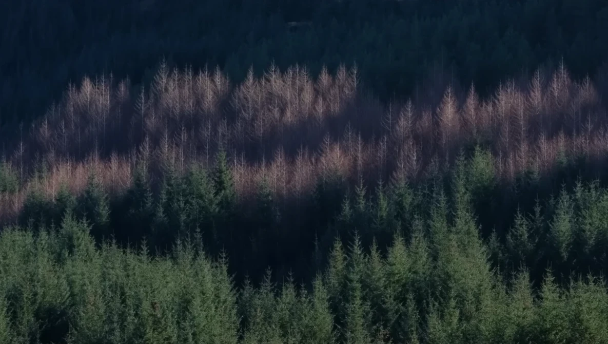 Aerial view of coniferous forest with patches of dead, reddish-brown trees interspersed among healthy green conifers.