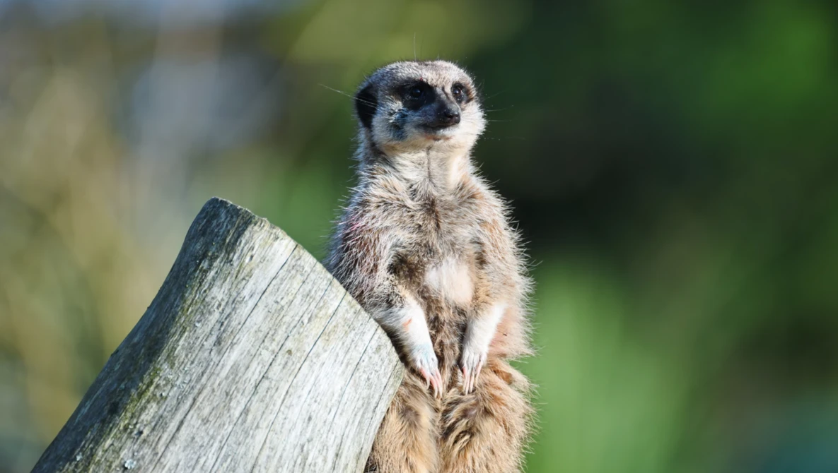 Meerkat standing upright on a weathered wooden post, alert and watchful.
