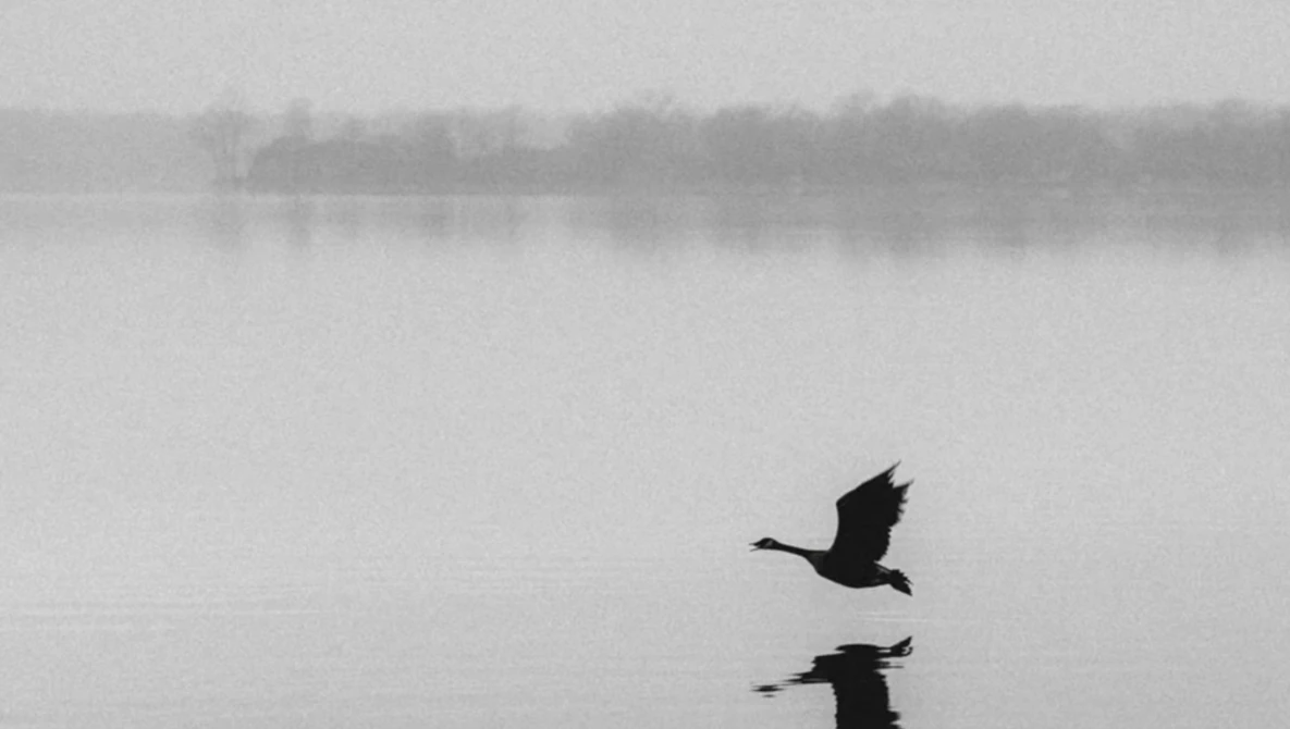 Two birds in silhouette flying low over still water with misty trees in the background.