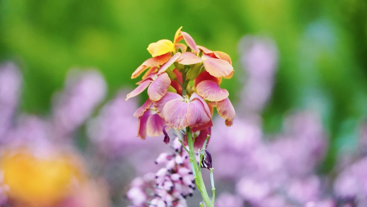Faded pink and yellow flower petals with blurred purple blooms in the background and green foliage.