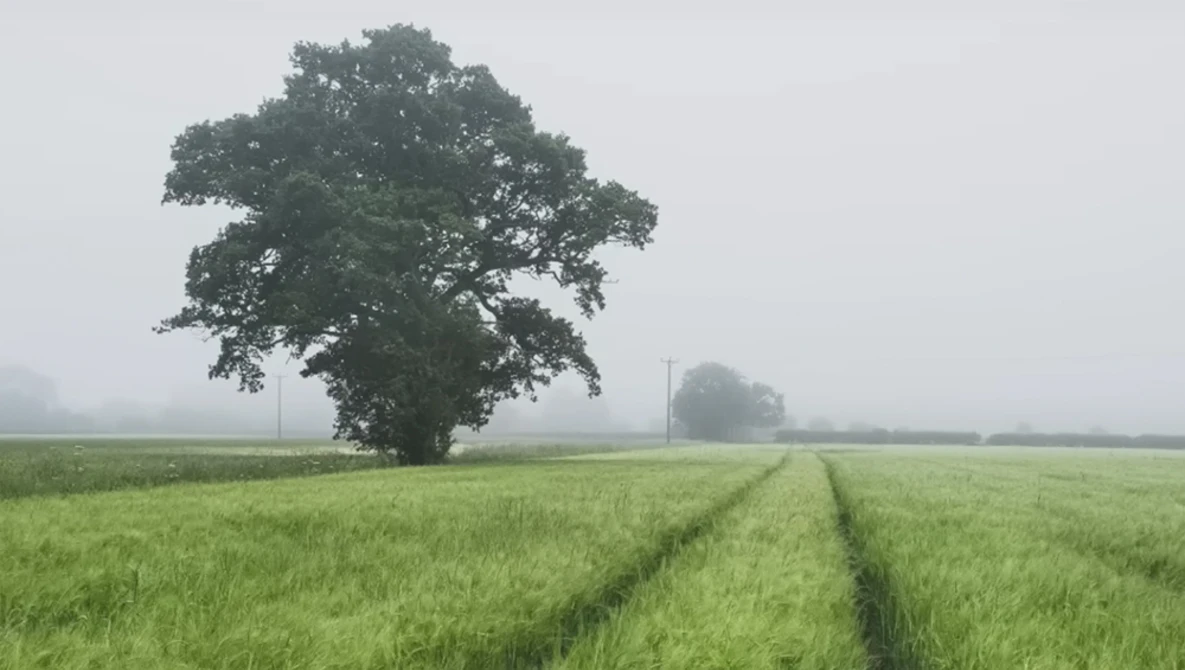 Solitary oak tree in a misty green field with crop rows visible in the foreground.