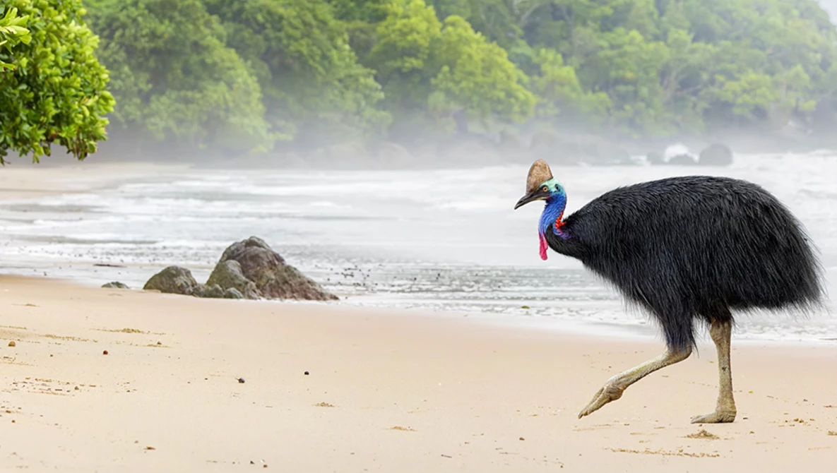 Cassowary wading in shallow water on a misty beach with dense forest behind it.