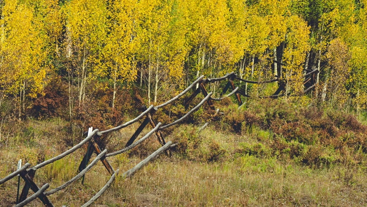 Weathered wooden fence rails extending diagonally across meadow with golden aspen trees in soft focus background.