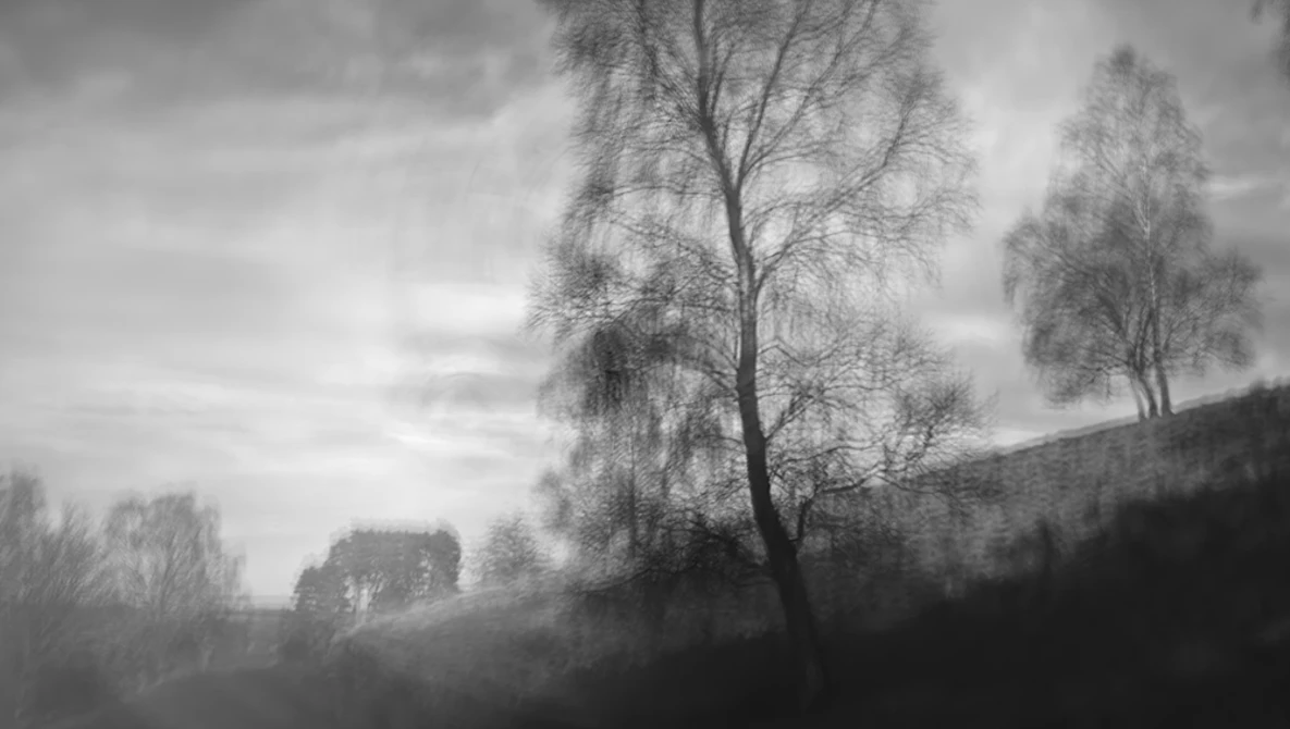 Bare birch trees in a misty landscape with rolling hills and overcast sky.