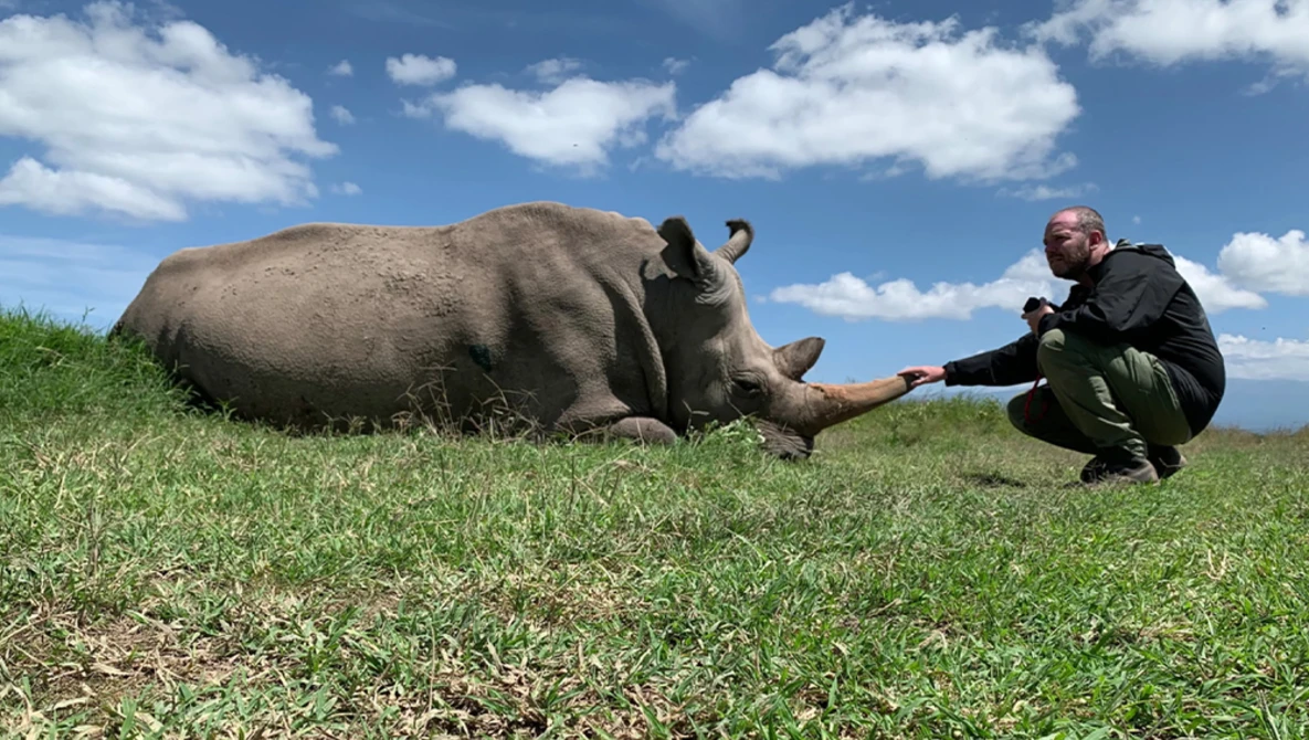 Wildlife handler crouching beside a resting rhinoceros in a grassy field under blue sky.