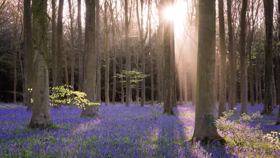Forest clearing carpeted with purple bluebells beneath tall trees, sunlight streaming through canopy.