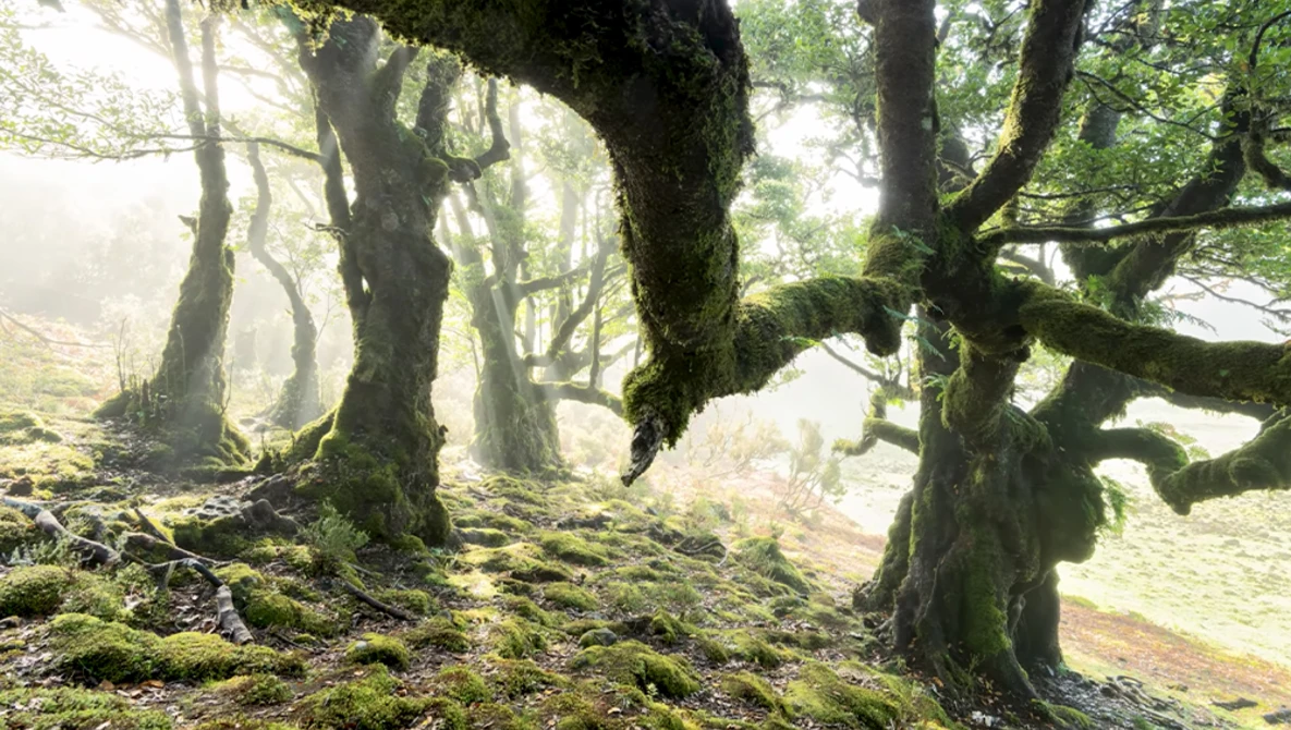 Ancient gnarled trees covered in moss in a misty forest, creating a moody woodland atmosphere.