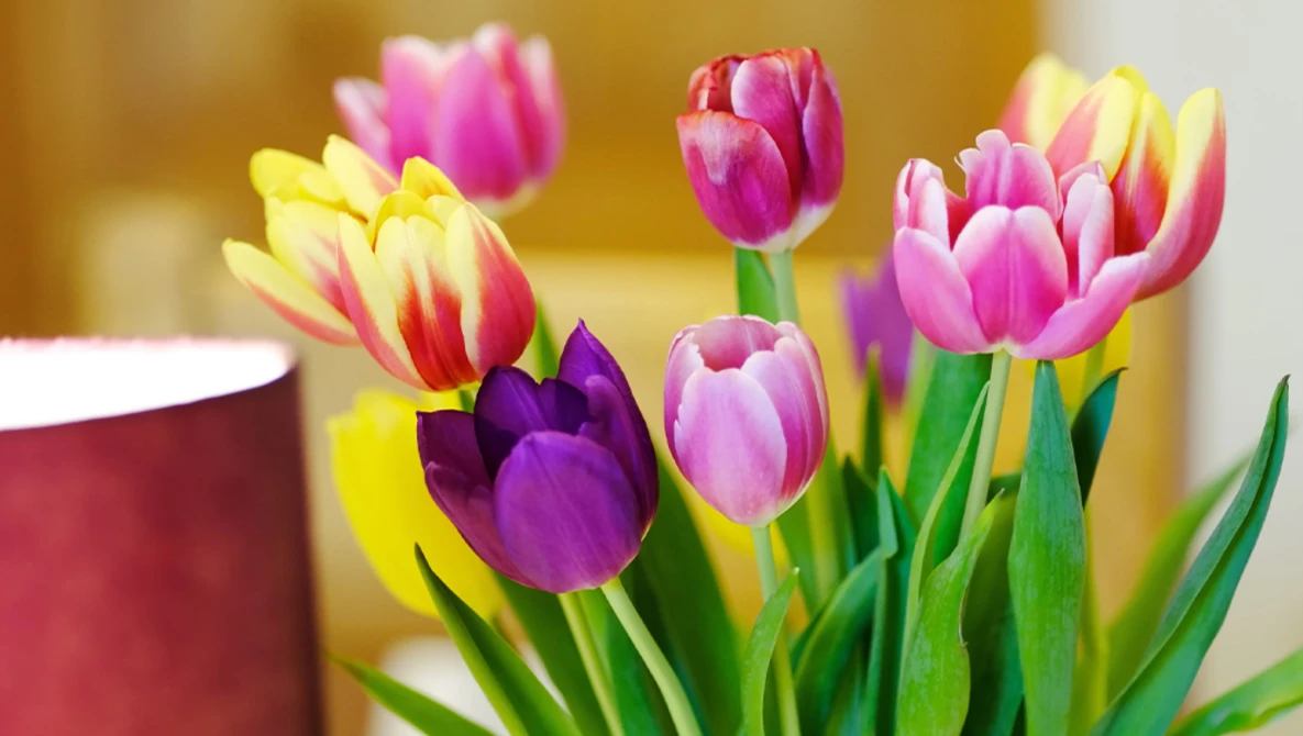 Bouquet of colorful tulips with yellow, pink, purple, and red petals arranged with green stems and leaves.