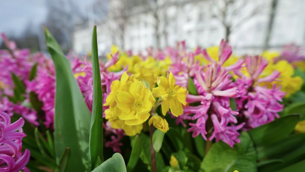 Yellow and magenta hyacinth flowers in close-up with green stems and soft-focused background.