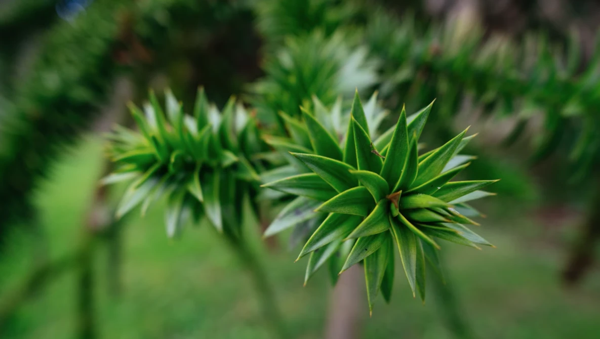 Close-up of coniferous tree branches with sharp, needle-like green foliage in selective focus.