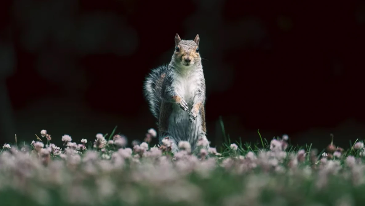 Squirrel standing upright on hind legs in a field of small white flowers against a dark background.