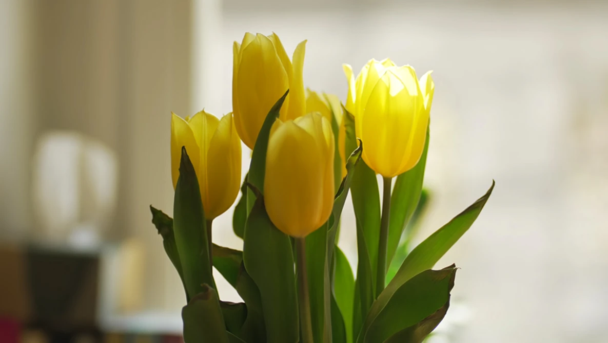 Three bright yellow tulips with green stems against a soft, blurred indoor background.