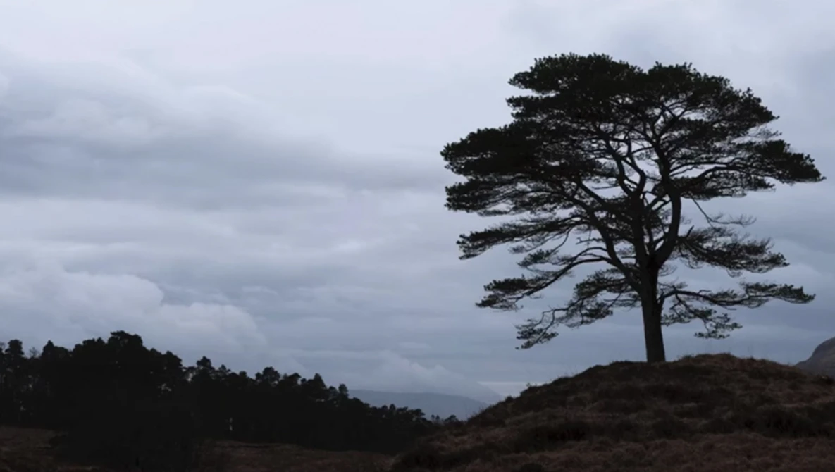 Solitary windswept tree silhouetted against a cloudy sky on an open moorland landscape.