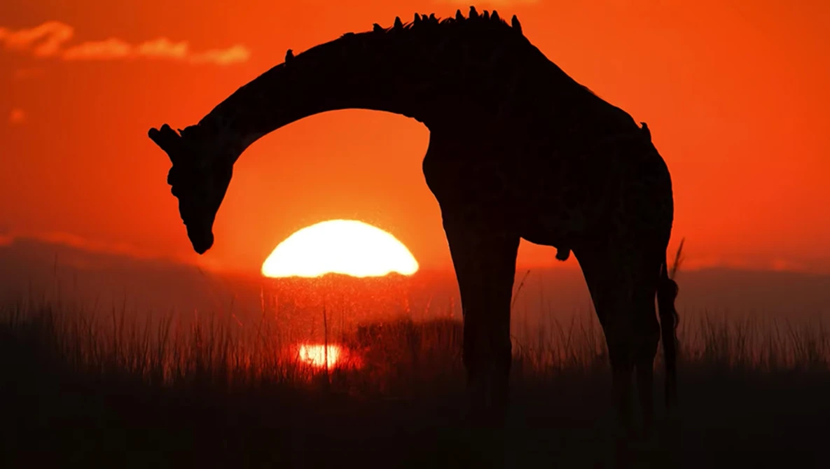 Silhouetted horse grazing with the sun on the horizon at sunset.