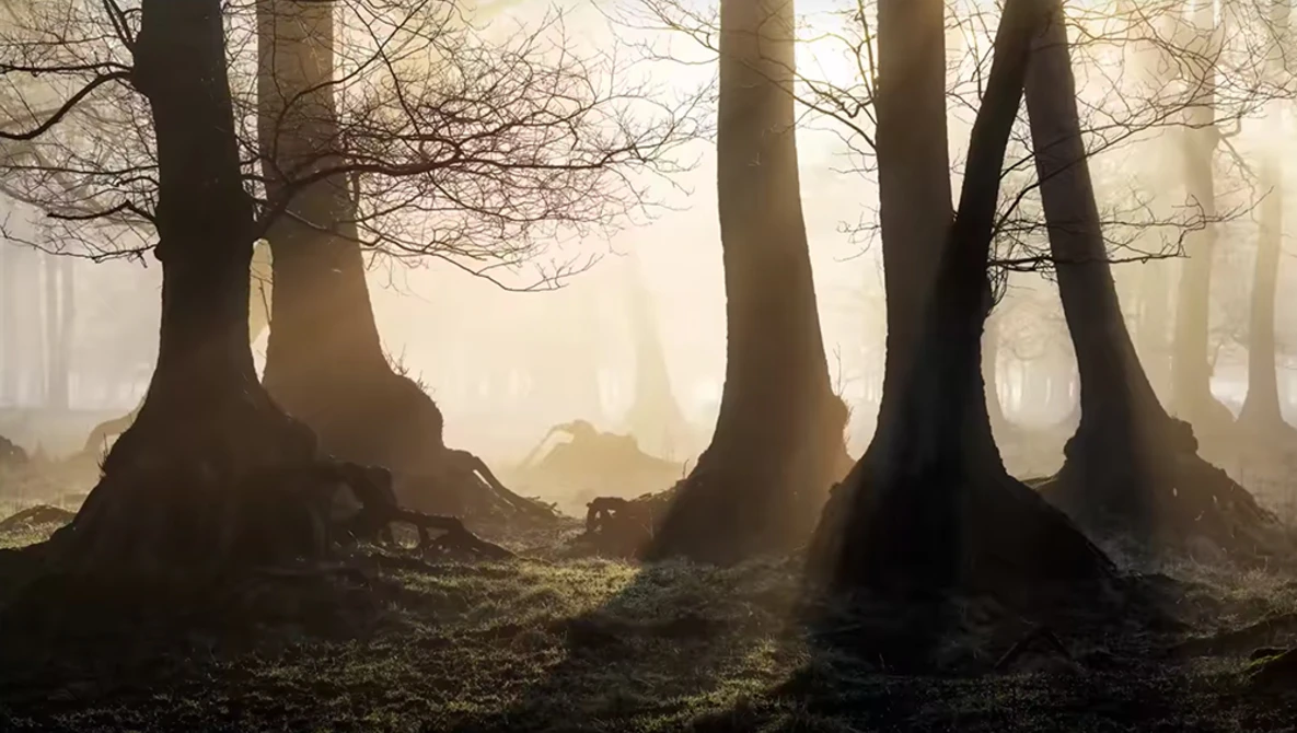 Misty forest with bare deciduous trees silhouetted against diffused sunlight filtering through fog.