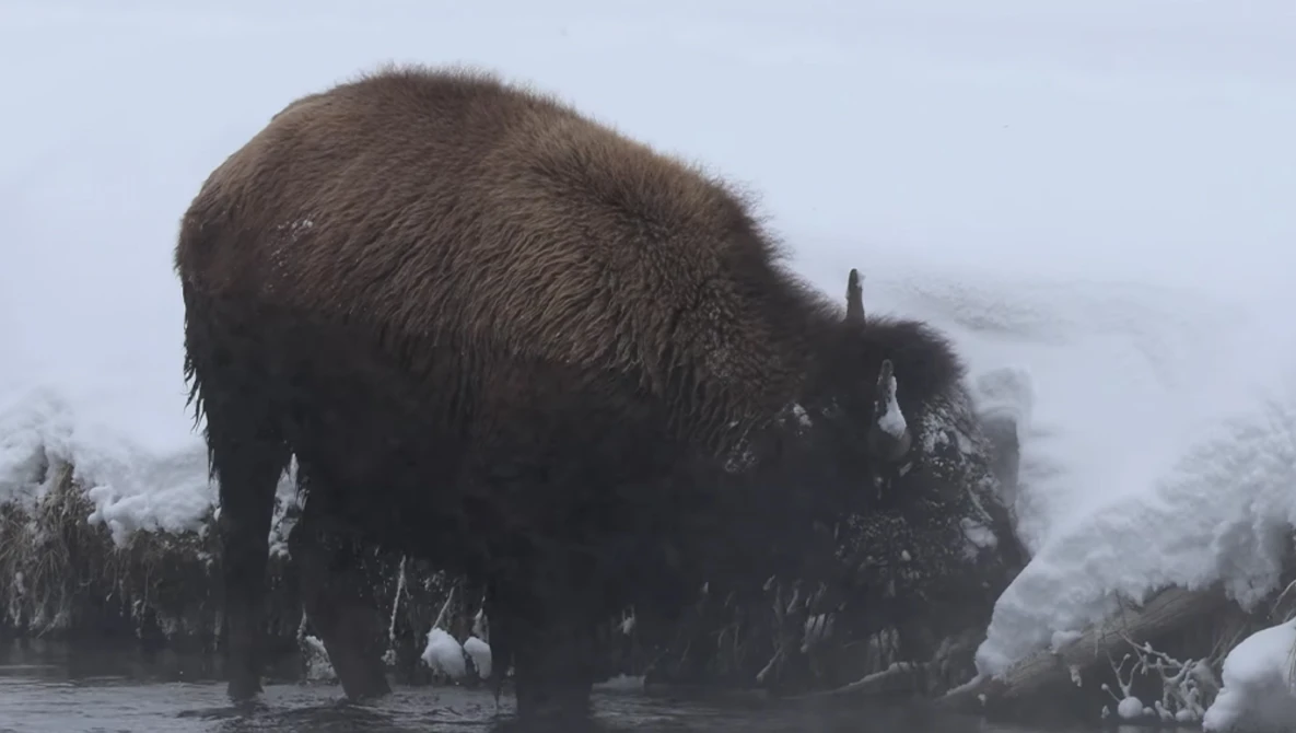 Large bison standing in shallow water with frost-covered vegetation and misty forest backdrop.