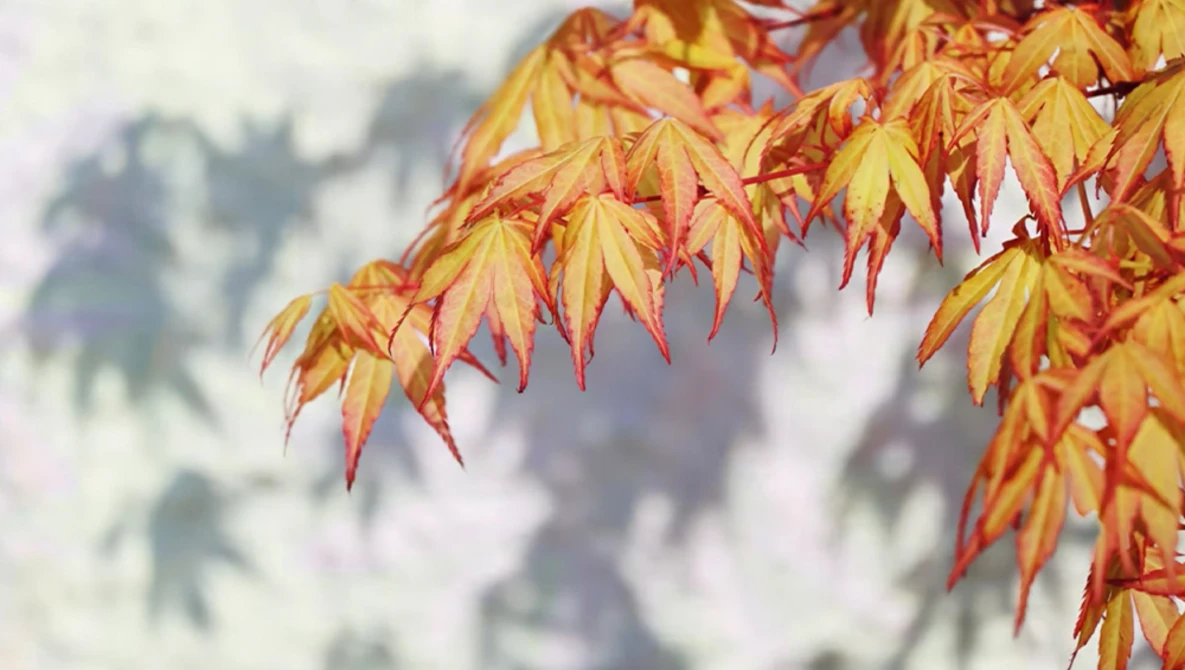 Japanese maple leaves in vibrant fall colors of gold, orange, and red with soft-focus background.