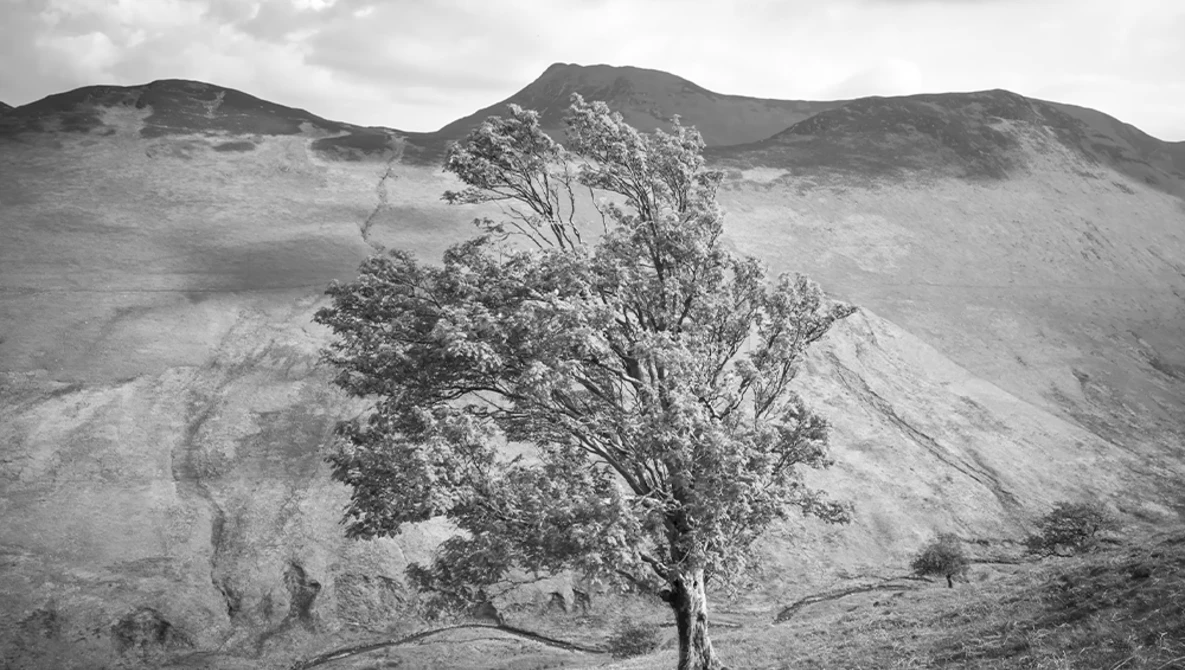 Solitary tree standing on a hillside with barren mountains in the background, rendered in black and white.