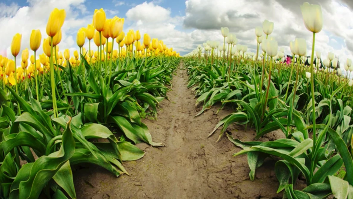 Rows of yellow and white tulips in a flowering field with a dirt path stretching toward the horizon under a partly cloudy sky.