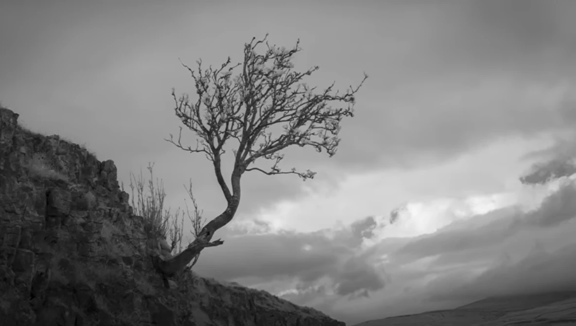 Solitary bare tree growing from rocky cliff against dramatic clouded sky in black and white.